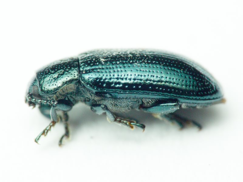 Prasocuris junci (Brahm, 1790)